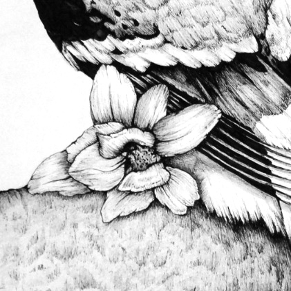 Hornbills Detail