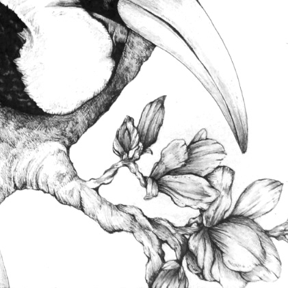 Hornbills Detail 2